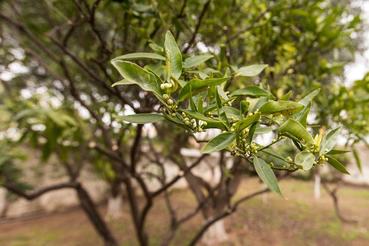 Гостьовий будинок Two Olive Trees Spetses Town Екстер'єр фото